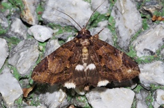 Ercheia dubia