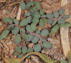 Euphorbia glyptosperma