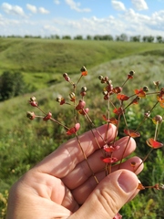 Euphorbia microcarpa