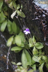 Pinguicula macroceras