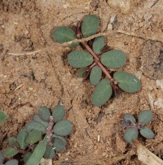 Euphorbia glyptosperma