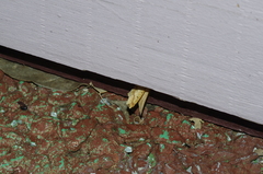 Pareclipsis gracilis