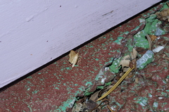 Pareclipsis gracilis