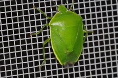 Glaucias subpunctatus