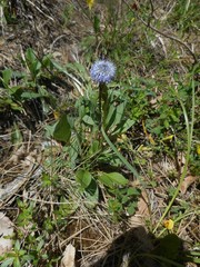 Globularia bisnagarica