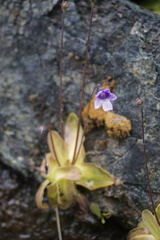 Pinguicula macroceras