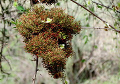 Combretum microphyllum