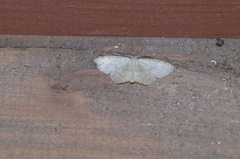Scopula plumbearia