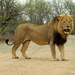 Panthera leo melanochaita - Photo (c) tjeerd,  זכויות יוצרים חלקיות (CC BY-NC), uploaded by tjeerd
