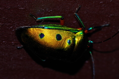 Calliphara excellens