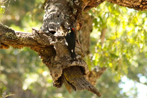 iNaturalist observation photo of Acorn Woodpecker
