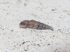 Phaedusinae