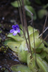 Pinguicula macroceras