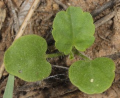 Rhynchosida physocalyx