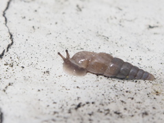 Phaedusinae