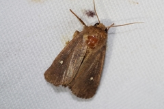 Athetis lineosella