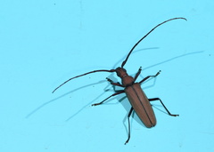 Aegolipton marginale