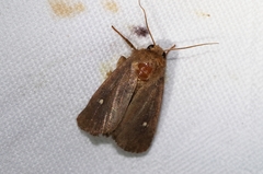 Athetis lineosella