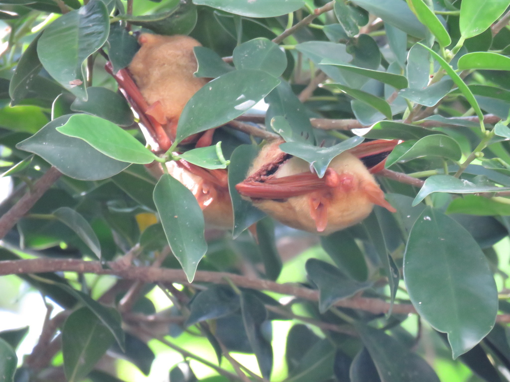 Myotis formosus flavus in April 2022 by cjes106002 · iNaturalist
