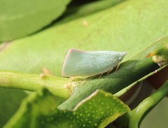 Colgaroides acuminata