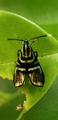 Saptha divitiosa