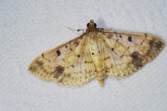 Herpetogramma cynaralis