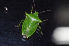 Vitellus orientalis