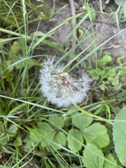 Taraxacum