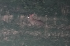 Lepus sinensis formosus