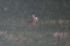 Lepus sinensis formosus