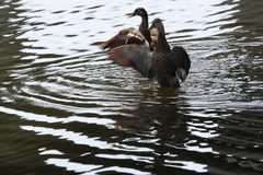 Anas platyrhynchos × fulvigula
