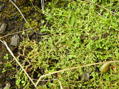 Trifolium variegatum geminiflorum