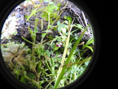 Trifolium variegatum geminiflorum