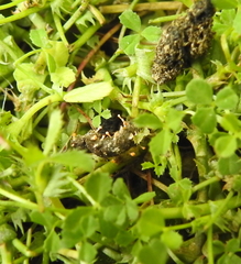 Stilbella fimetaria