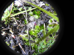 Trifolium variegatum geminiflorum