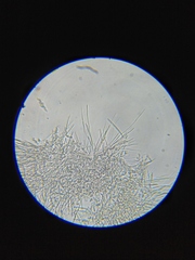 Stilbella fimetaria