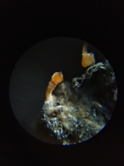 Stilbella fimetaria