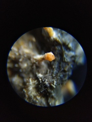 Stilbella fimetaria