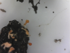 Stilbella fimetaria