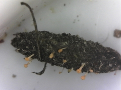Stilbella fimetaria