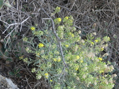 Aurinia leucadea