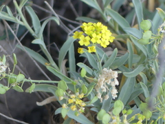 Aurinia leucadea