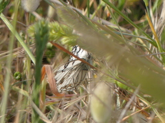 Melanargia arge