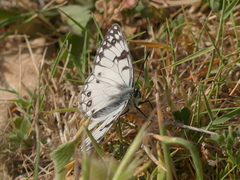 Melanargia arge