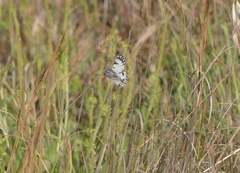 Melanargia arge