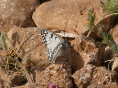 Melanargia arge