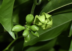 Artabotrys hexapetalus