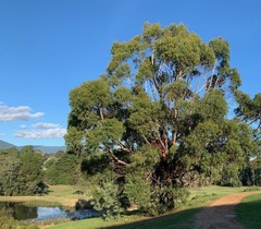 Eucalyptus yarraensis