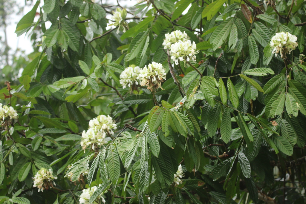 Berlinia bracteosa