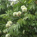 Berlinia bracteosa - Photo (c) bureaubenjamin, alguns direitos reservados (CC BY-NC)